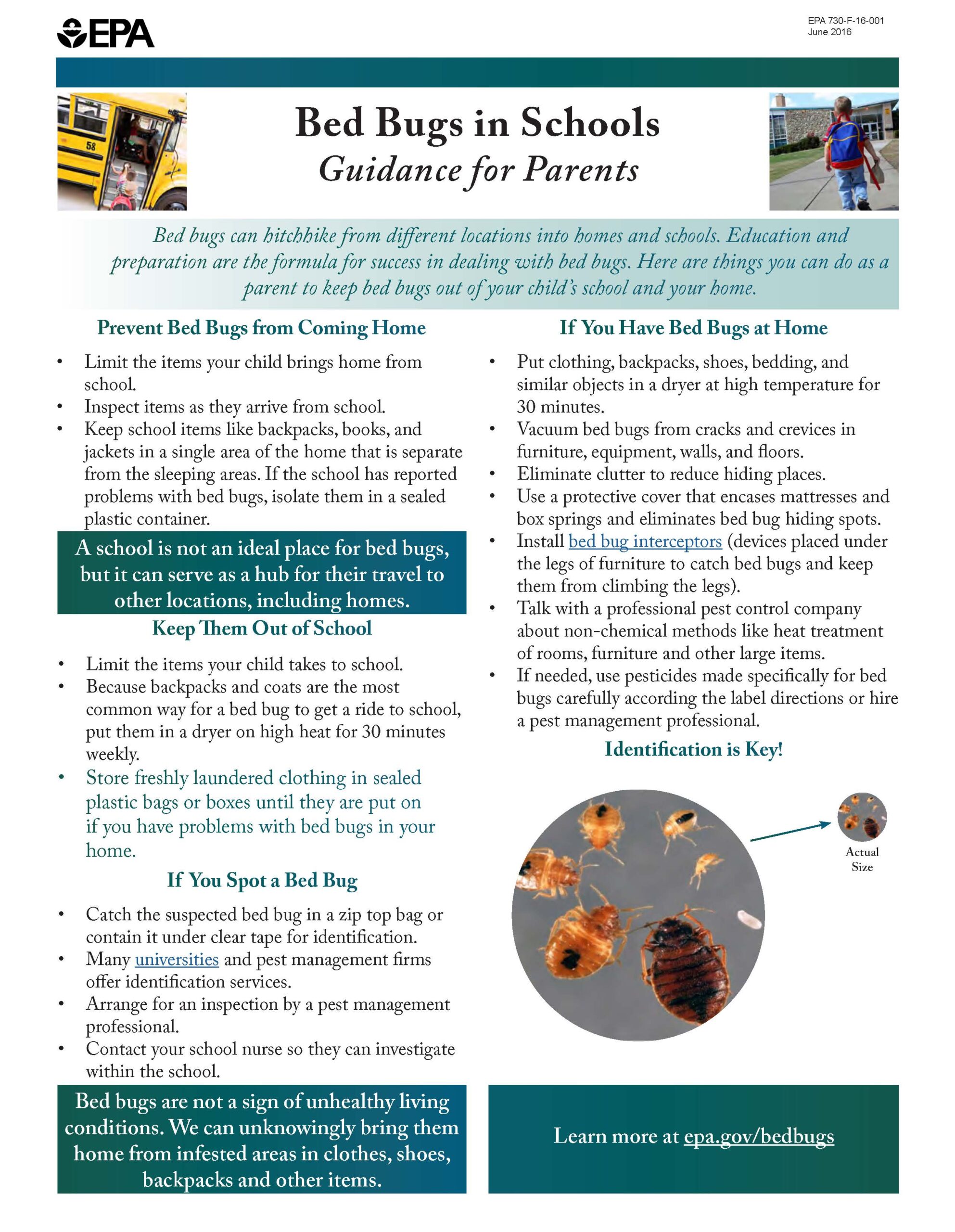 Guide for families for bed bugs